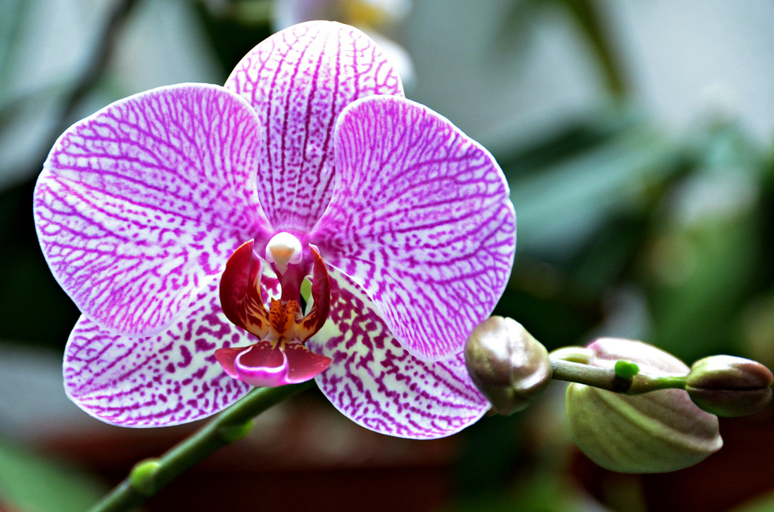 orhidea szexpartner