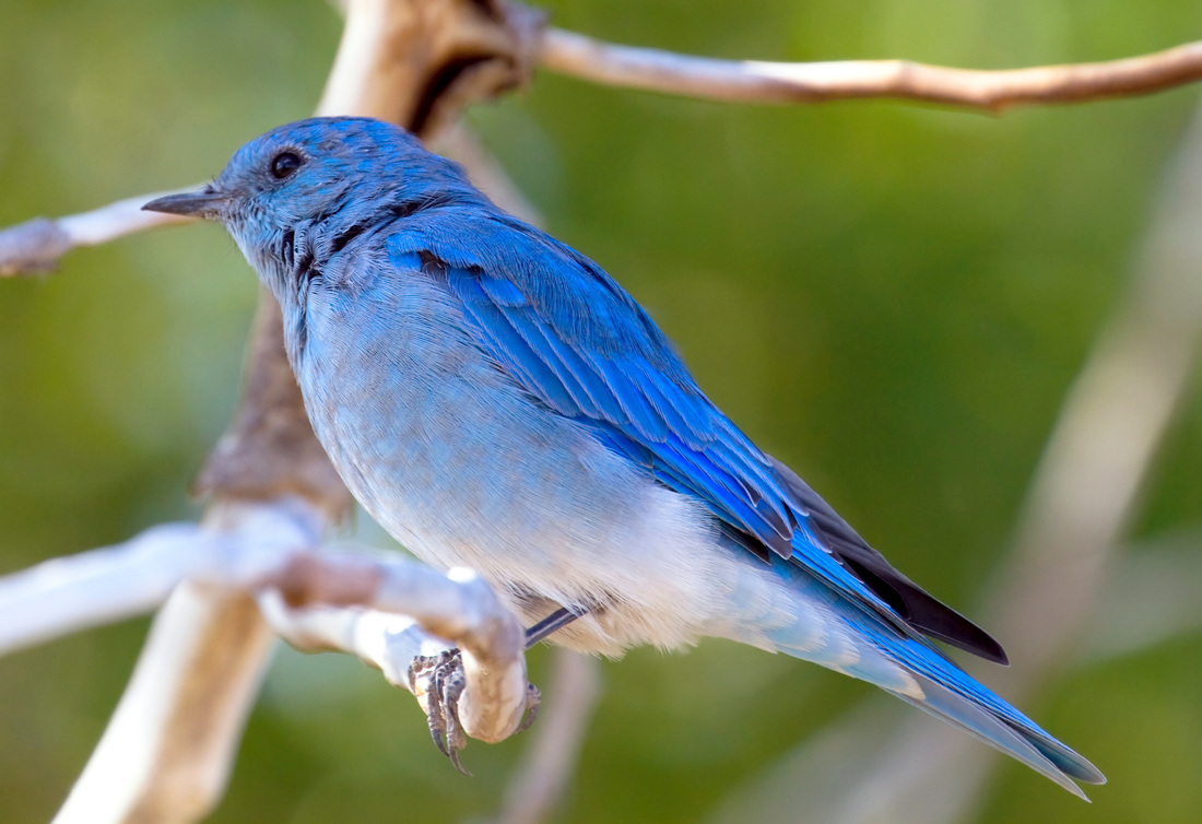 A kék madár nyomában - Szép világunk magazin